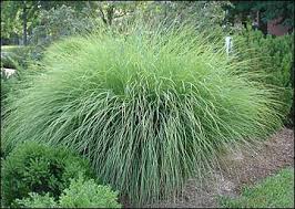 miscanthus grass