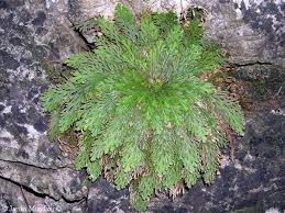 flor de jerico