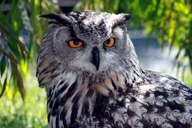 eagle bird of prey