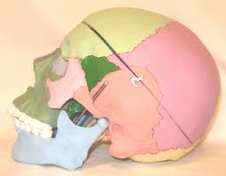 anatomical skull model