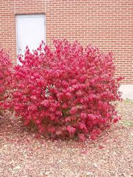 euonymus compactus