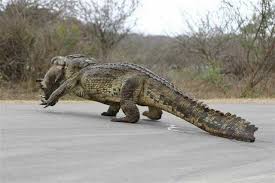 hunting crocodile