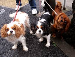 cavalier king charles dog