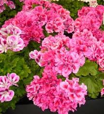 geranium plant
