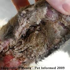rabbit ear mites