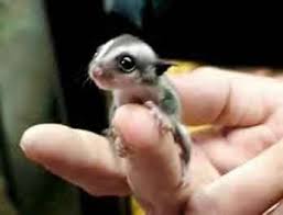 sugar gliders