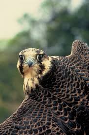 peregrine falcon feathers