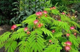 albizia