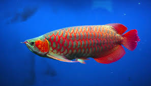 super red