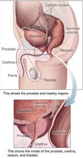 prostatitis stretches