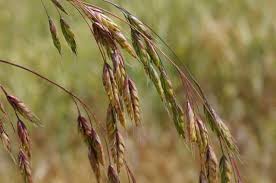 meadow brome