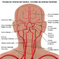 irrigacion cerebral