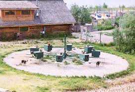 dog exercise wheel