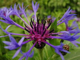 cornflower