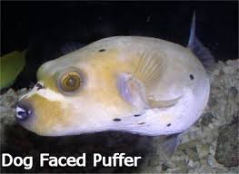 dogface puffer