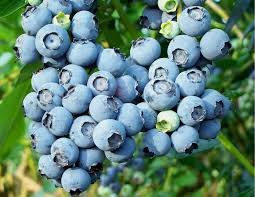 A Blueberry Inn