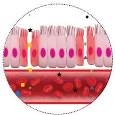leaky gut syndrome