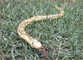 wooden toy snake