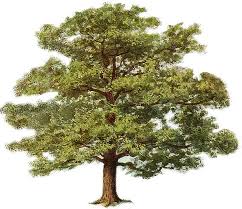 pine tree clip