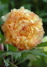 chinese peony tree