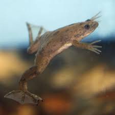 african frog aquarium