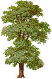 tree pictures clip art