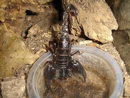 scorpion species