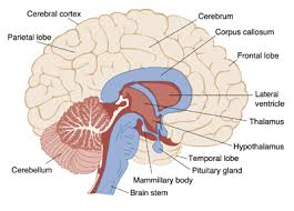 diencephalon
