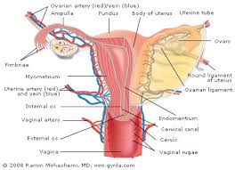 uterus cancer