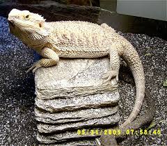 bearded dragon bites