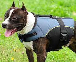 dog weights vest