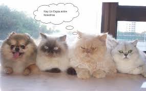 gatos bonitos