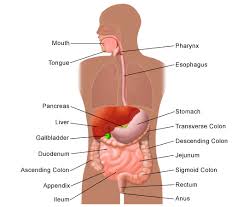 picture of the digestive system
