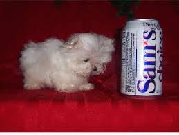 maltese pics