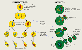 ovogenesis