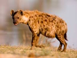 pictures of hyenas
