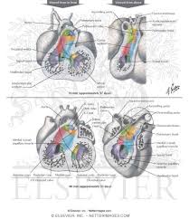 cardiovascular embryology