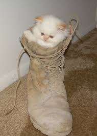 tiny cat breeds