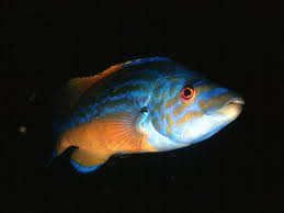 wrasse
