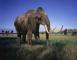 woolly mammoth