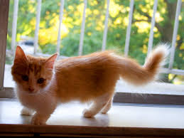 munchkin cats