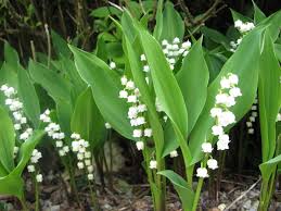 lilly of the valley