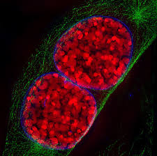 cell imaging