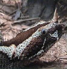 rhino viper snake