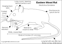 anatomy of the rat