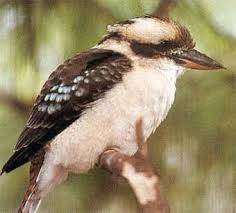 kookaburras