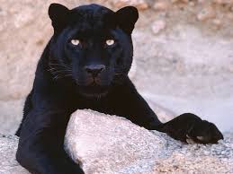 a black leopard