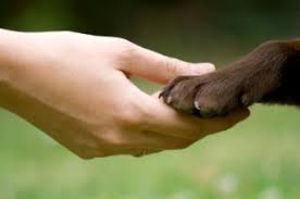 canine paws