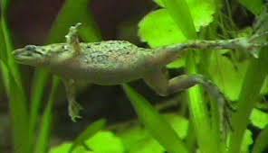 dwarf frogs