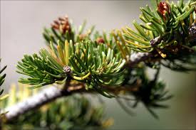 branch